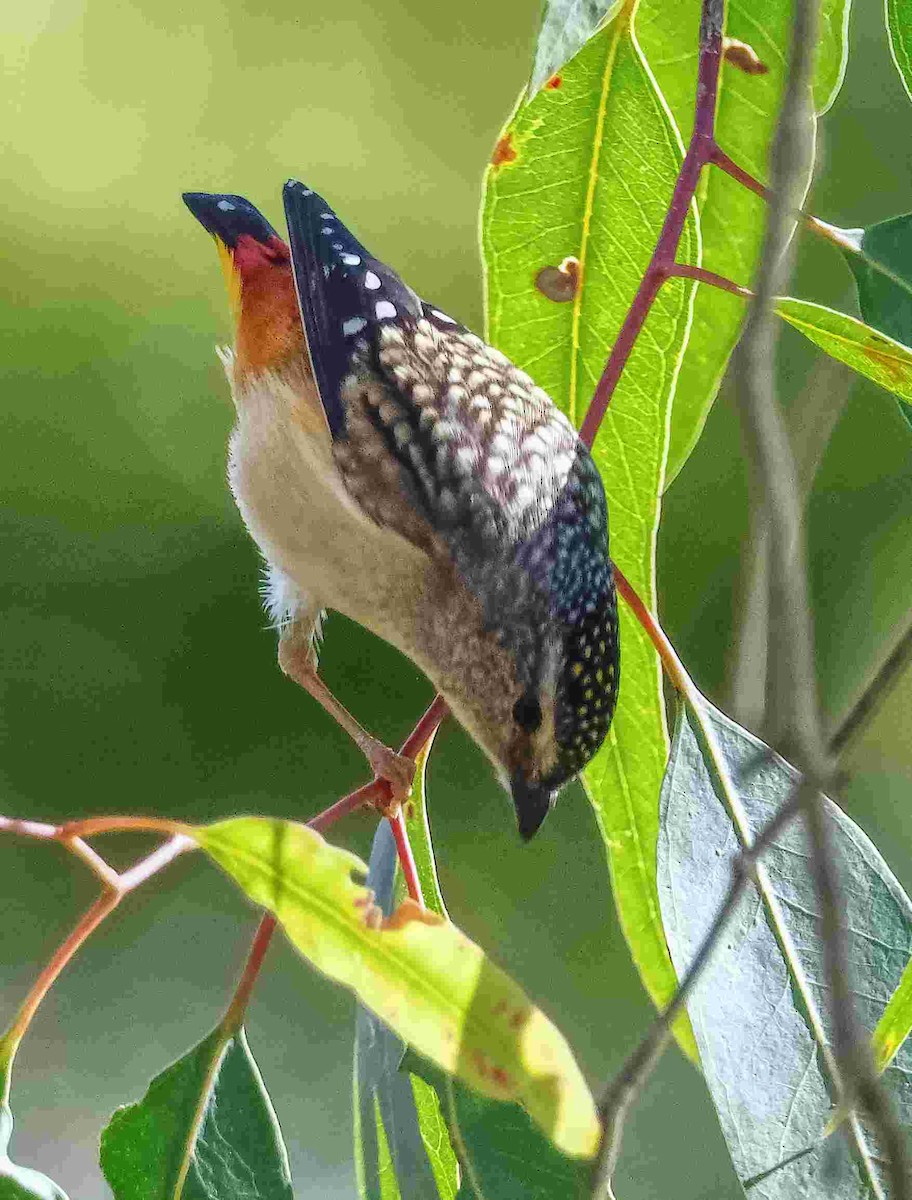 Spotted Pardalote - ML640627601