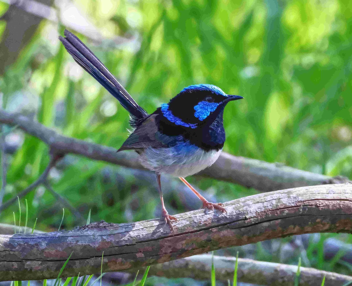Superb Fairywren - ML640627612