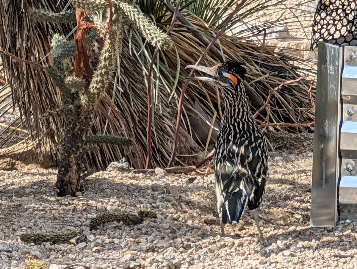 Greater Roadrunner - ML640627678