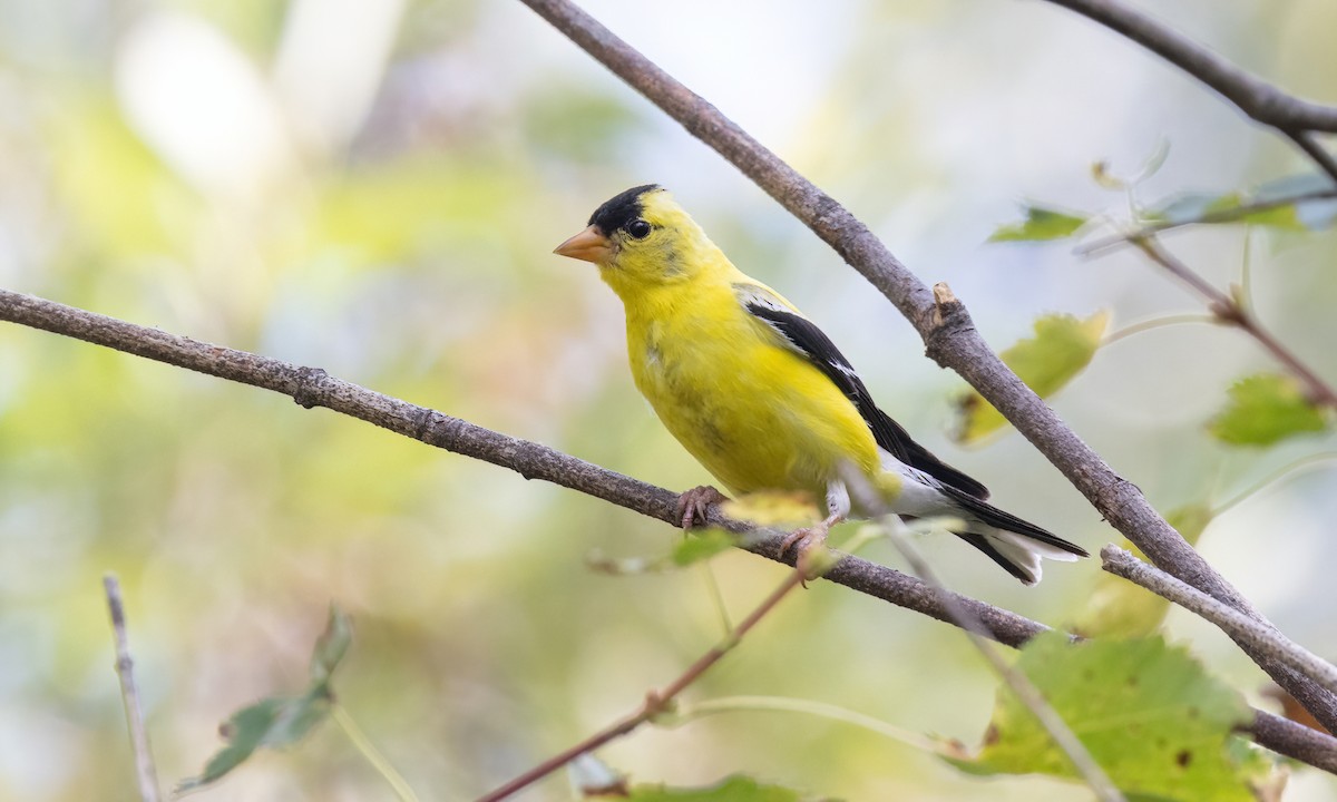 American Goldfinch - ML640627722