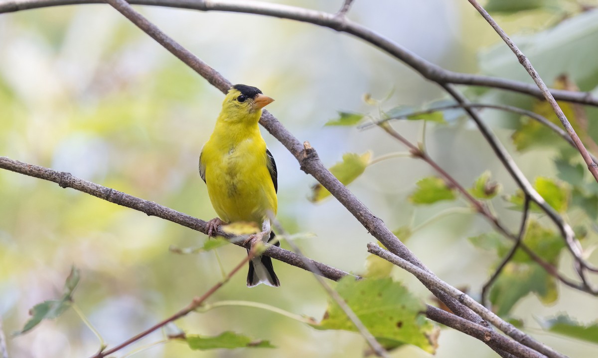 American Goldfinch - ML640627723