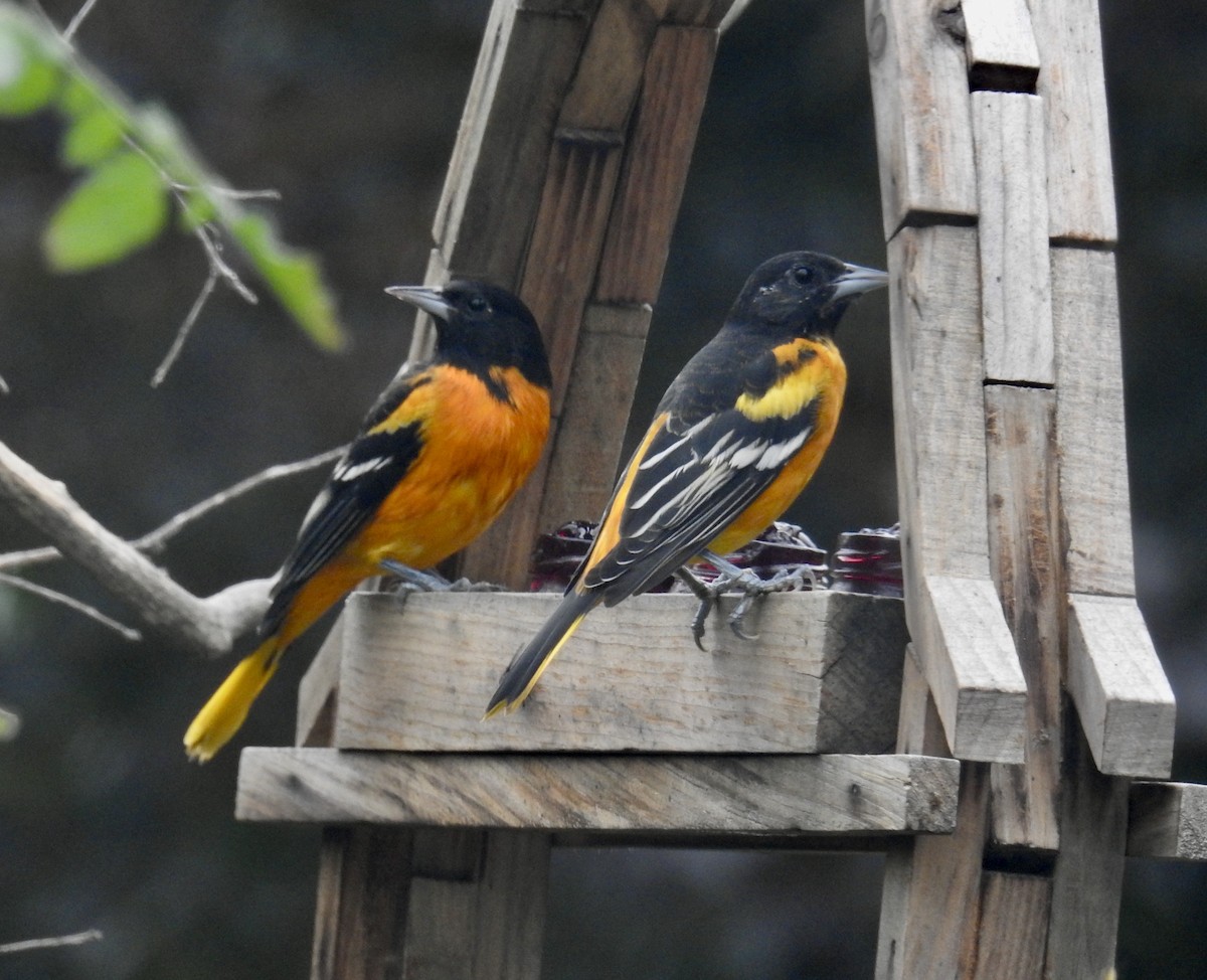 Baltimore Oriole - ML640627926