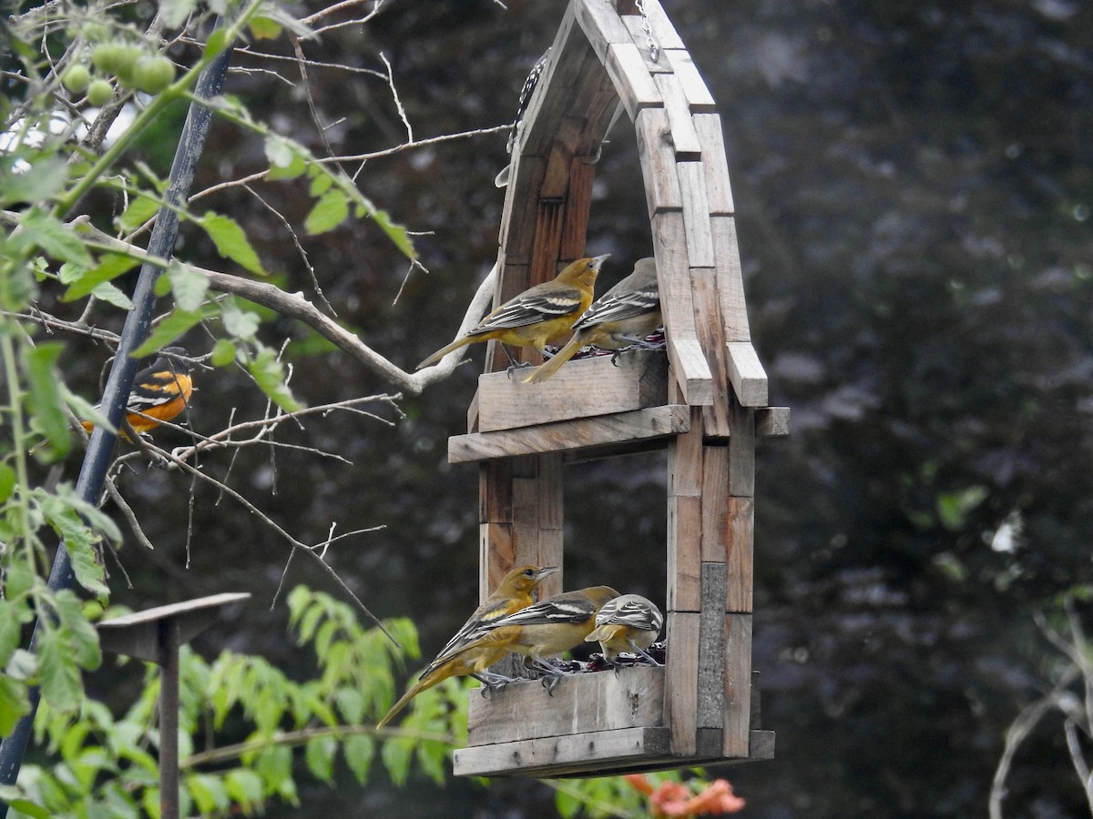 Baltimore Oriole - ML640627927