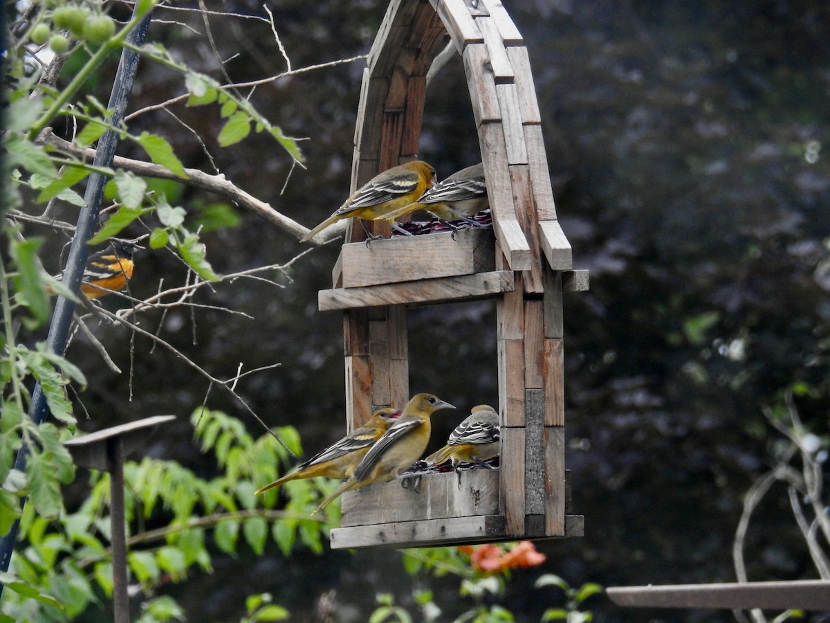 Baltimore Oriole - ML640627928