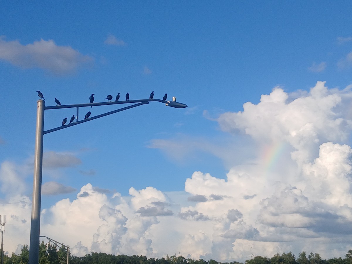 Boat-tailed Grackle - ML640627937