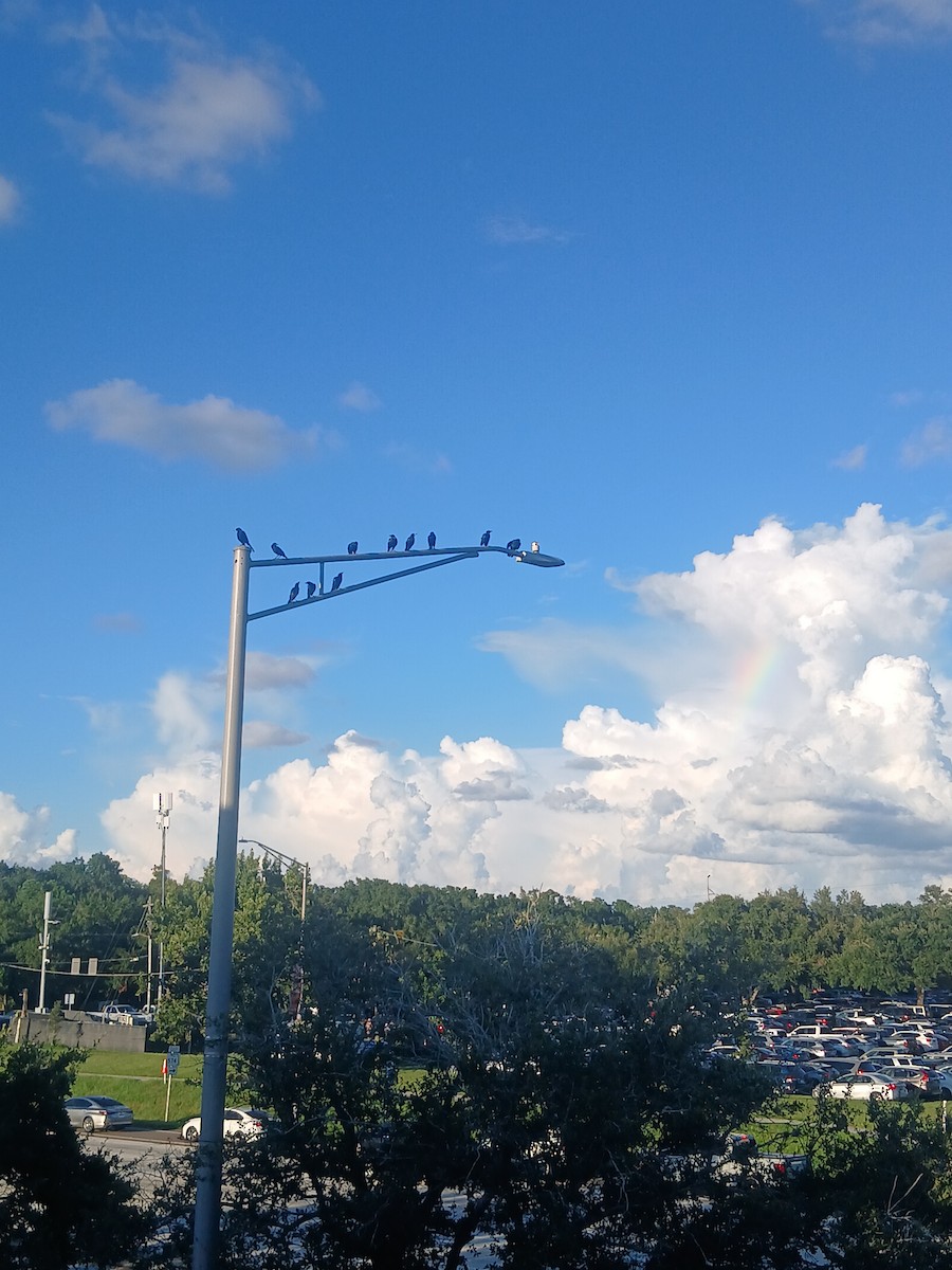 Boat-tailed Grackle - ML640627938