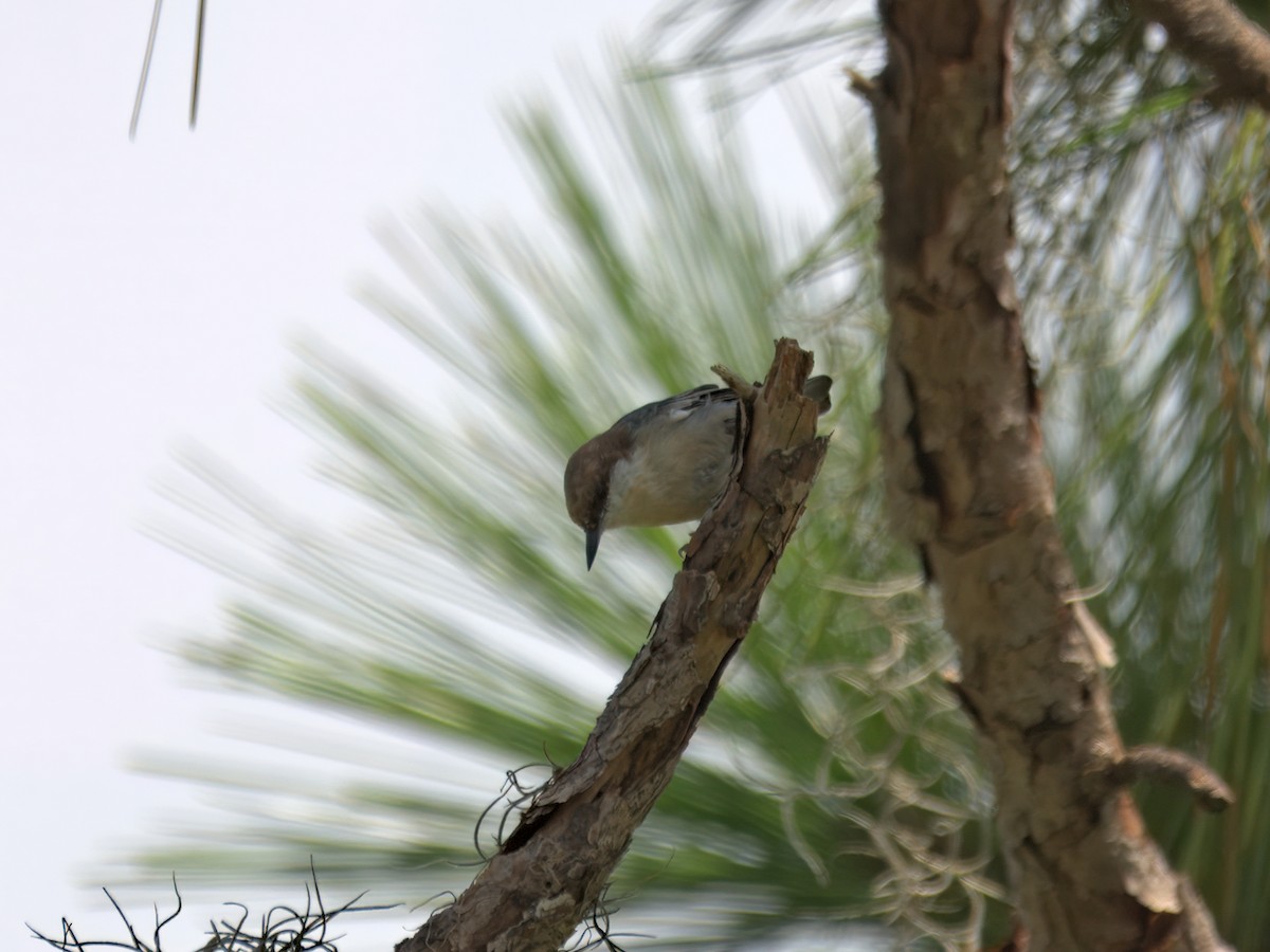 Brown-headed Nuthatch - ML640627985