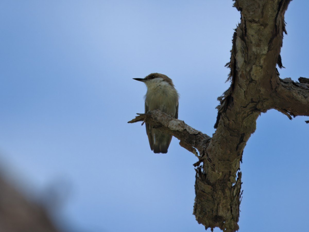 Brown-headed Nuthatch - ML640627986