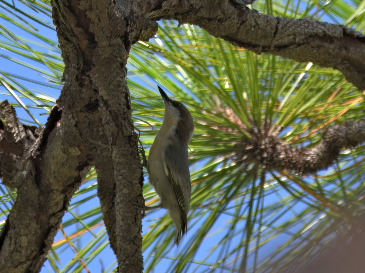 Brown-headed Nuthatch - ML640627987