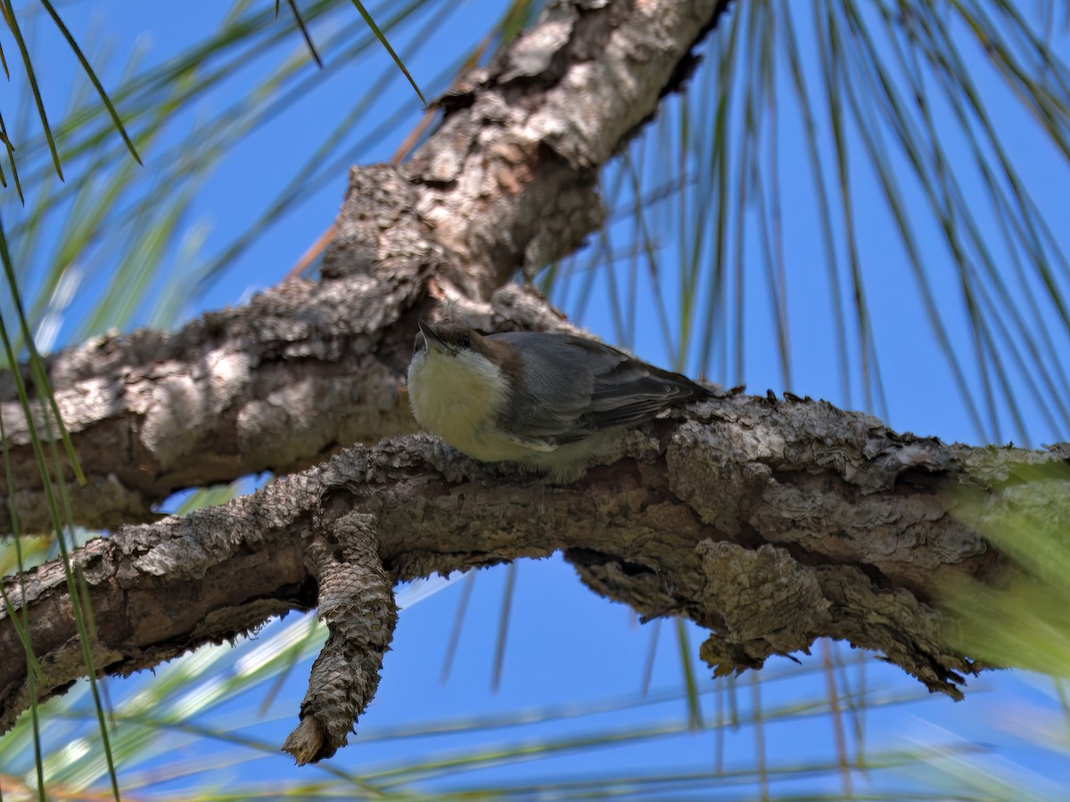 Brown-headed Nuthatch - ML640627988