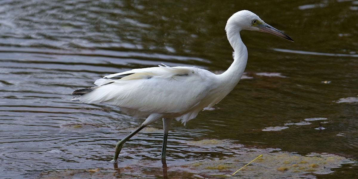 Little Blue Heron - ML640628023
