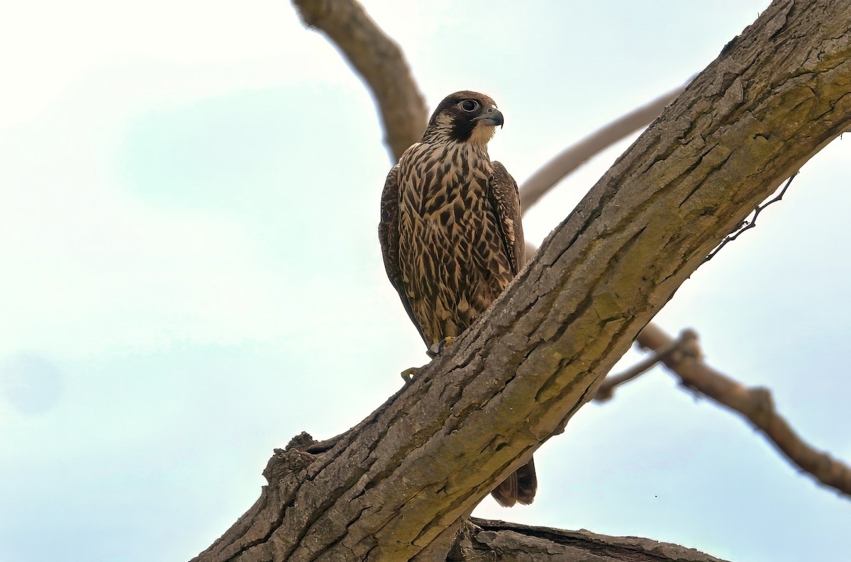 Peregrine Falcon - ML640628034