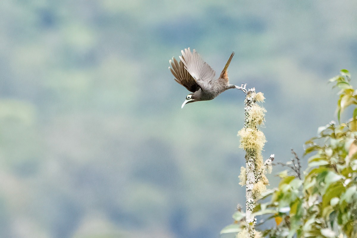 Yellow-browed Melidectes - ML640628041