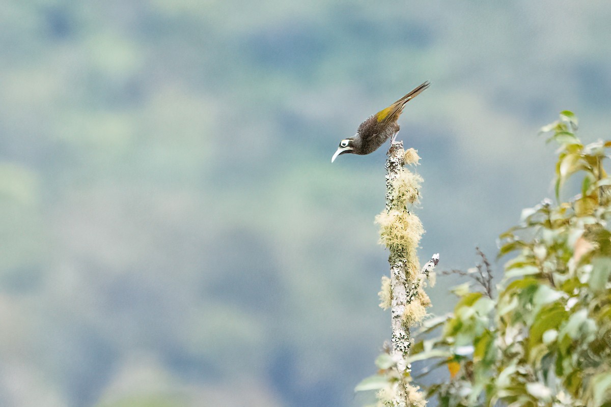 Yellow-browed Melidectes - ML640628042