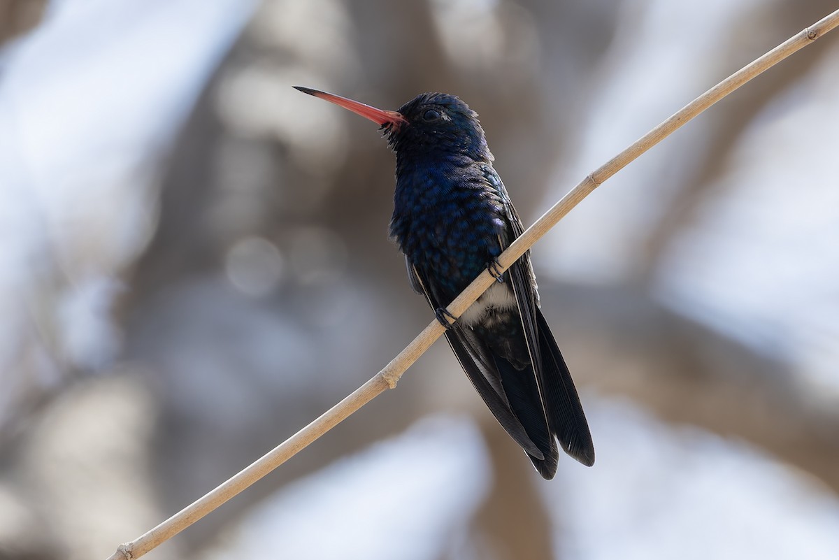 Turquoise-crowned Hummingbird - ML640628069