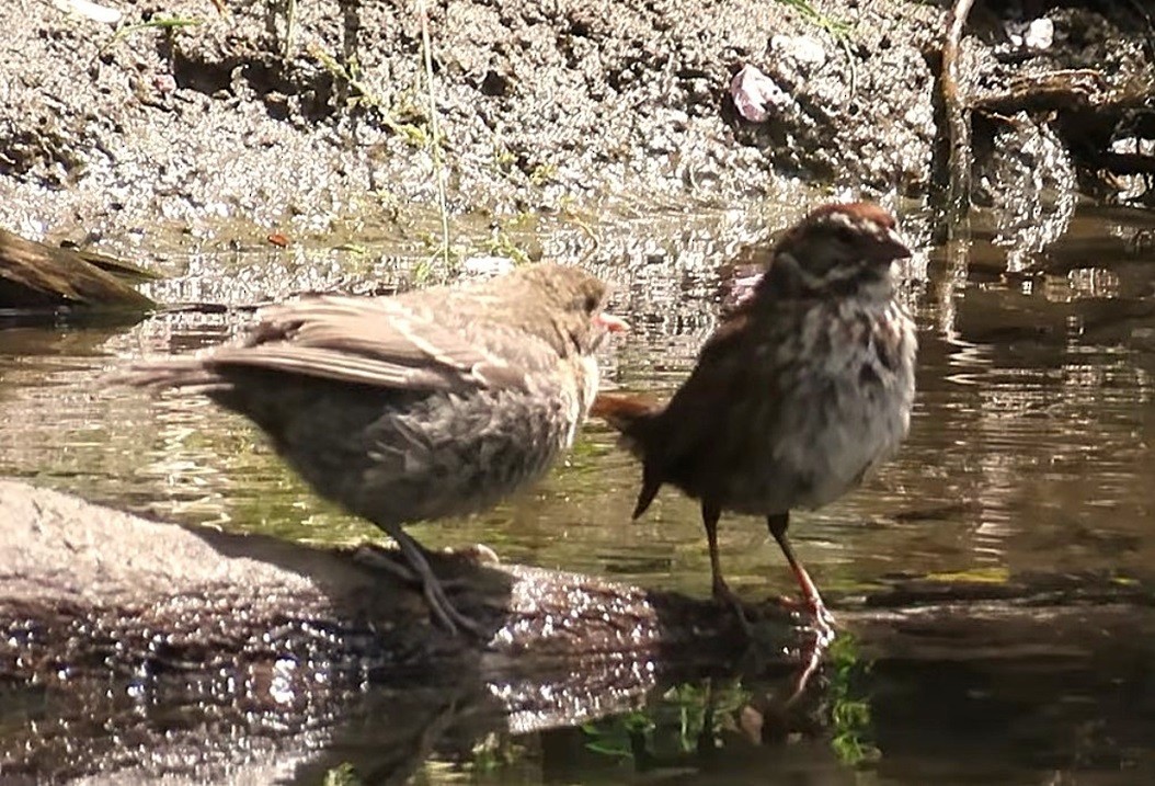 Song Sparrow - ML640628079
