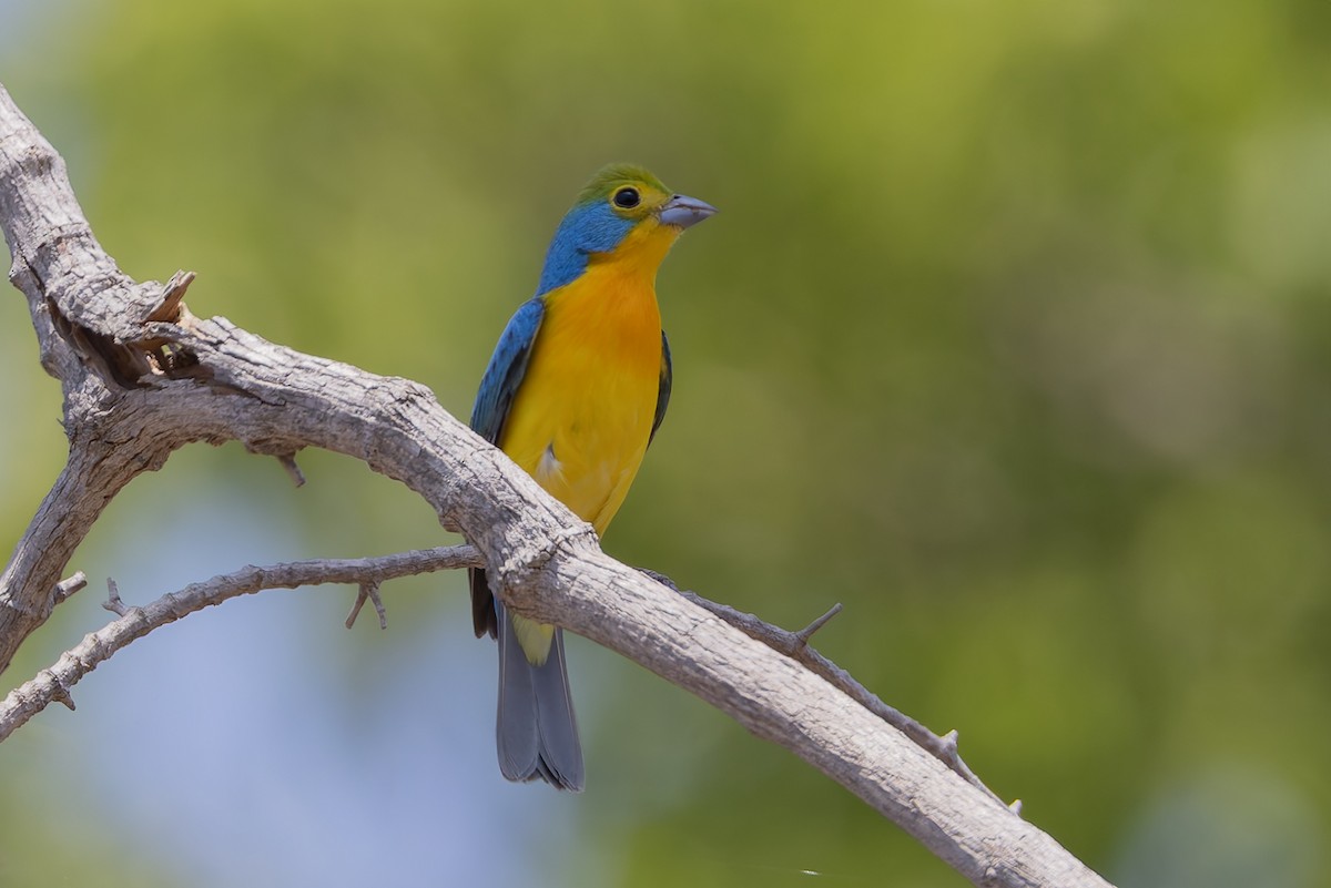 Orange-breasted Bunting - ML640628080
