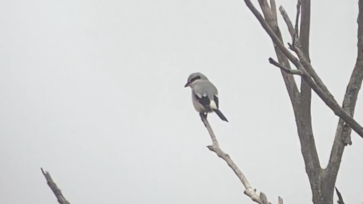 Antzandobi boreala - ML640628132