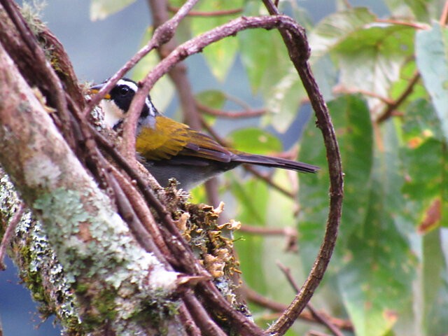 Half-collared Sparrow - ML640628230