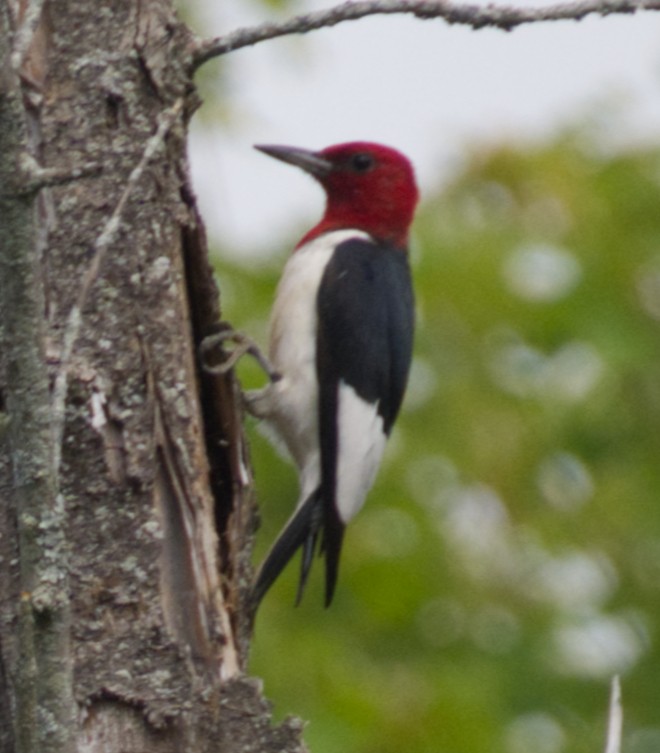 Pic à tête rouge - ML640628232