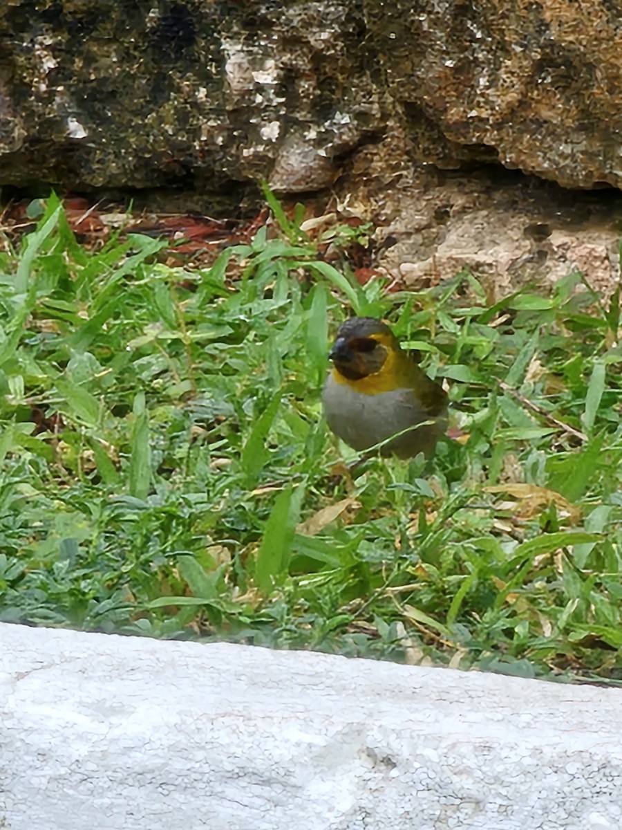 Petit-chanteur de Cuba - ML640628247