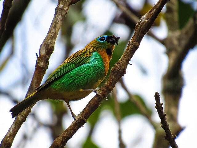 Brassy-breasted Tanager - ML640628282
