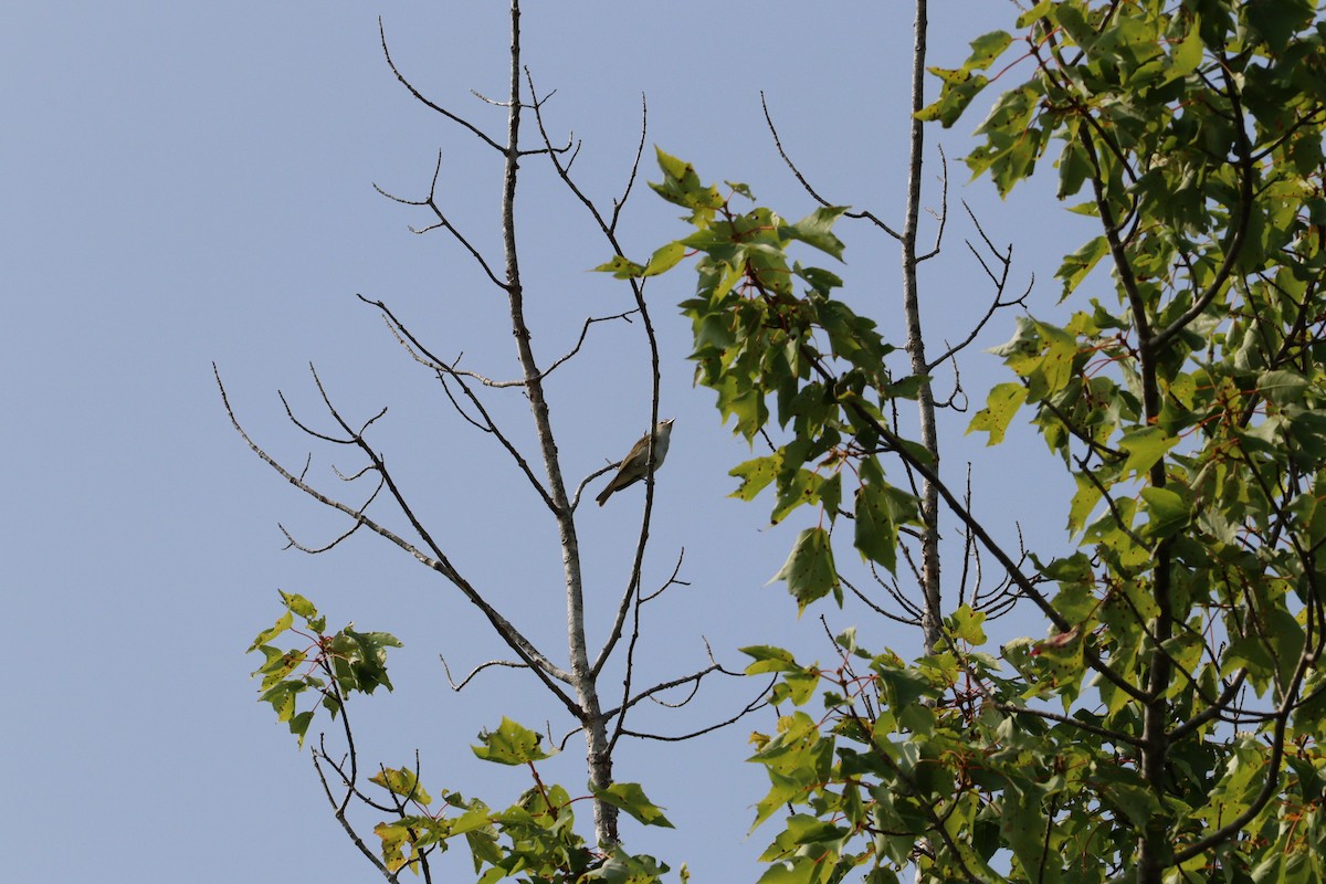 Red-eyed Vireo - ML640628288