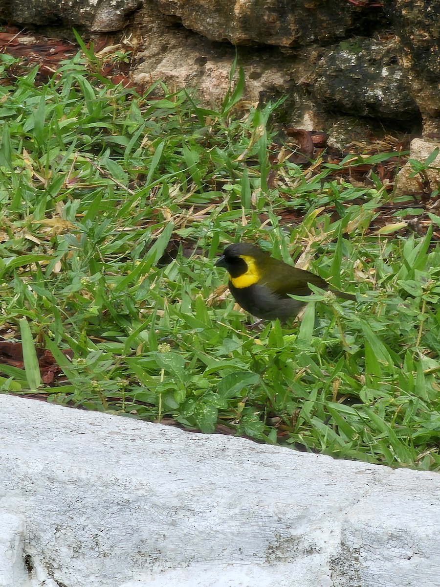 Petit-chanteur de Cuba - ML640628289