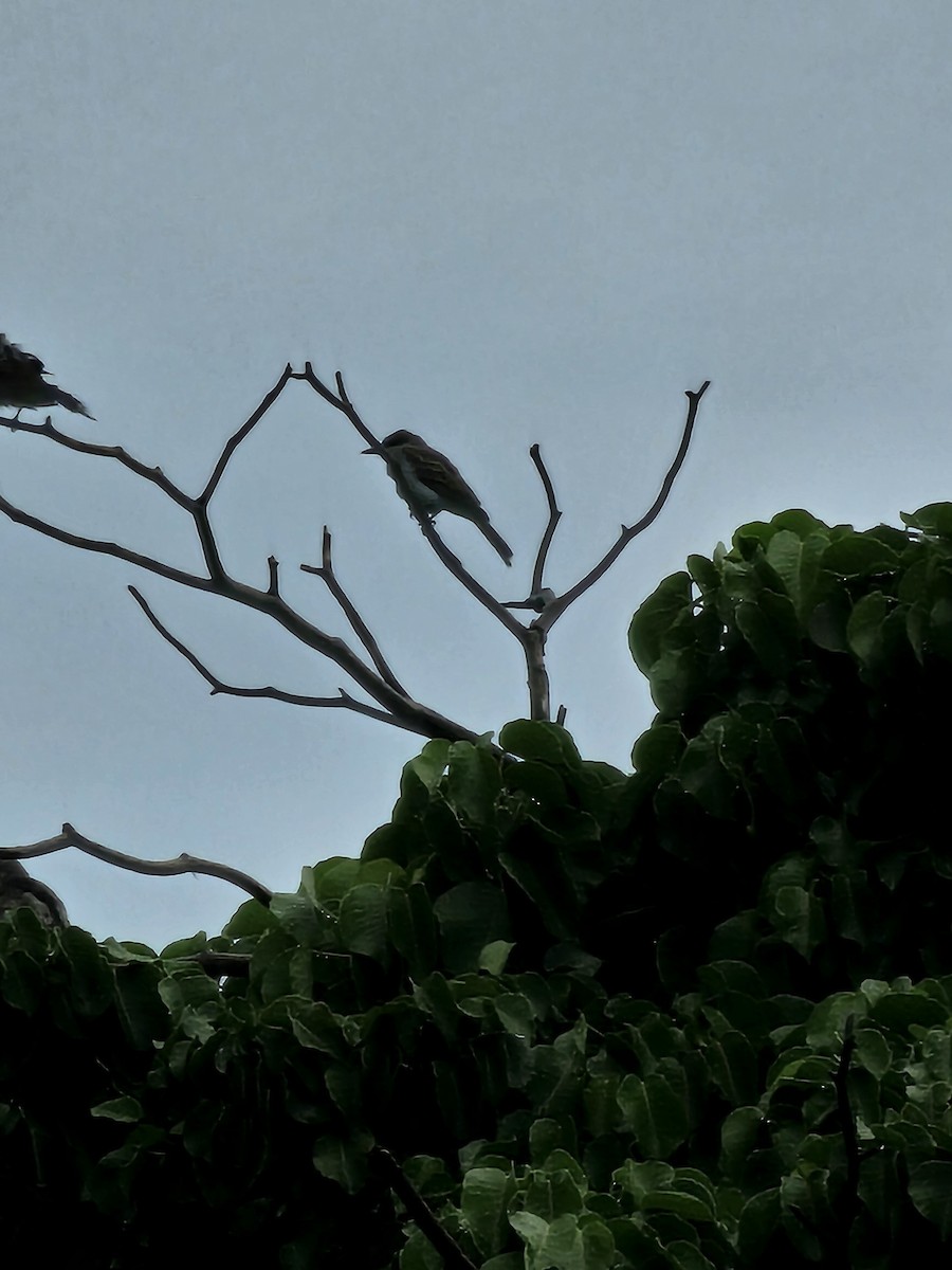 La Sagra's Flycatcher - ML640628370