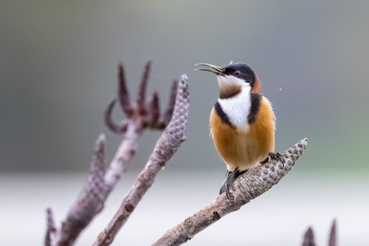 Picoespina Oriental - ML640628384