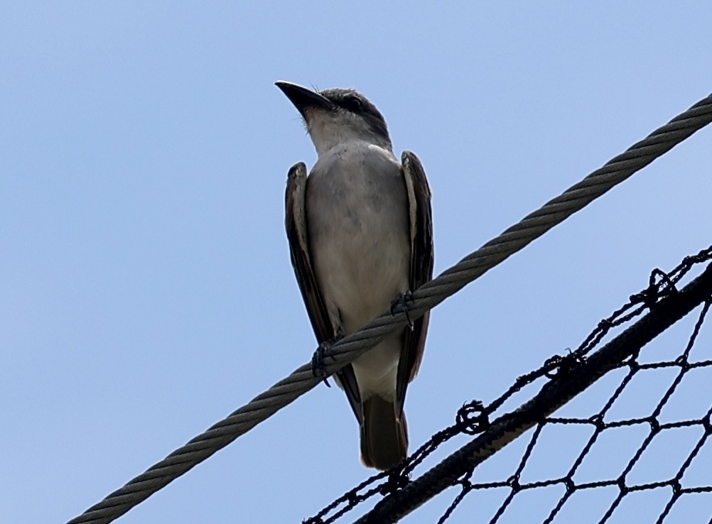 Gray Kingbird - ML640628418
