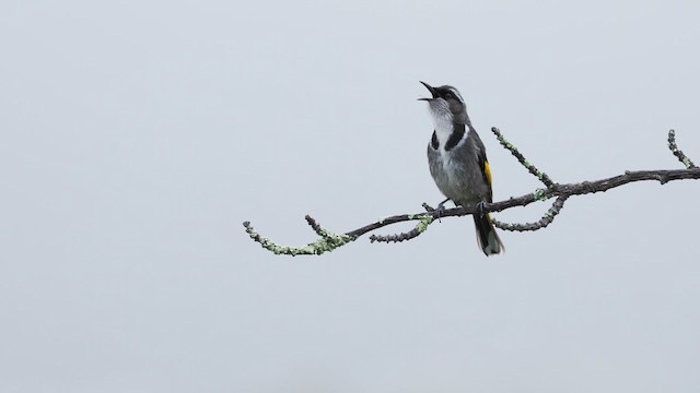 Crescent Honeyeater - ML640628422
