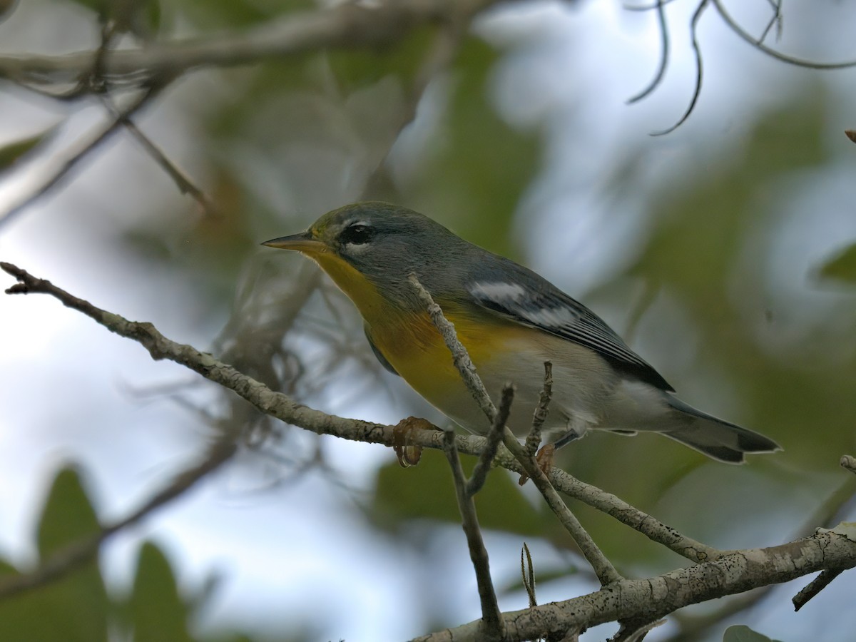 Northern Parula - ML640628456