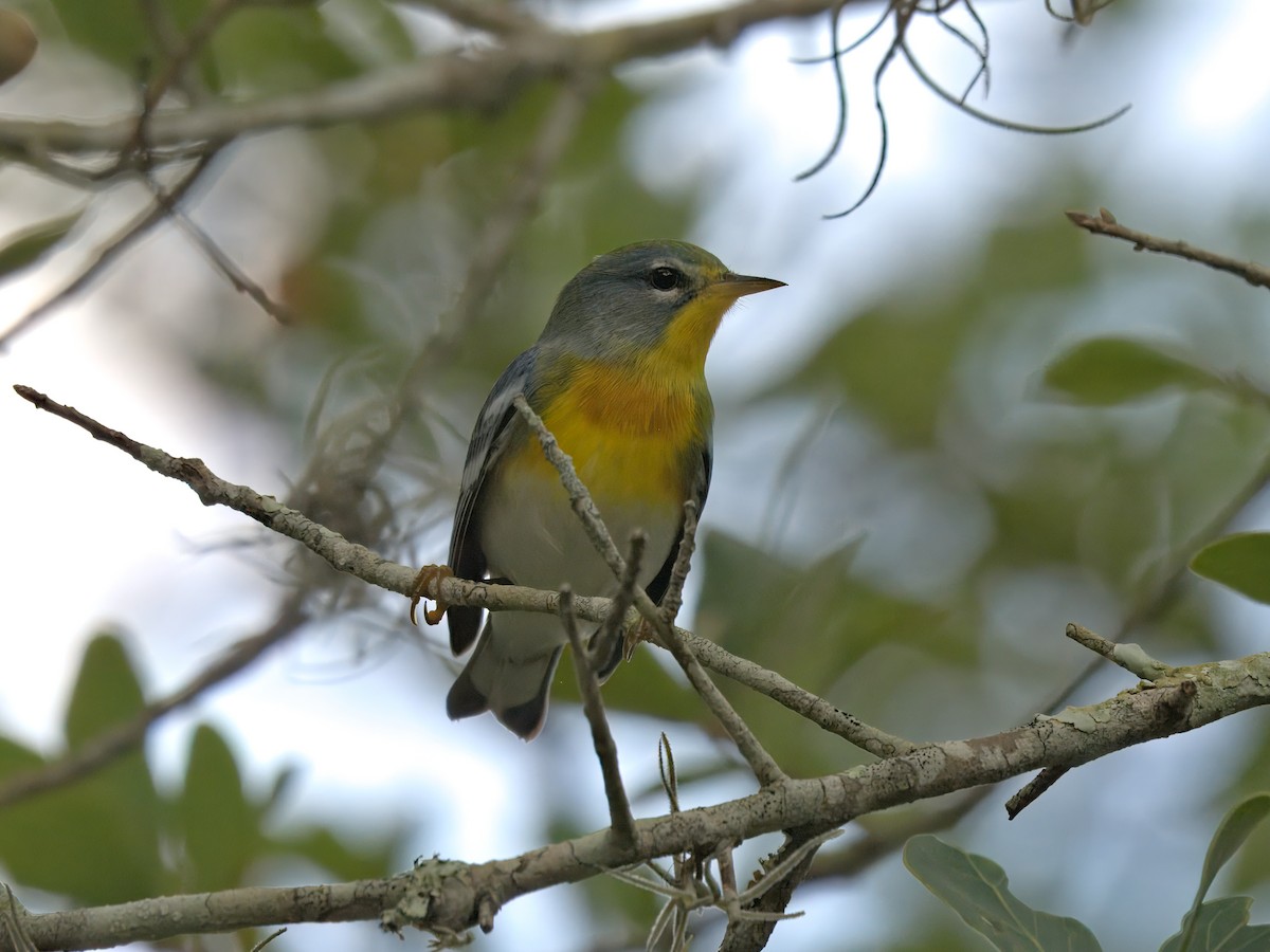 Northern Parula - ML640628457