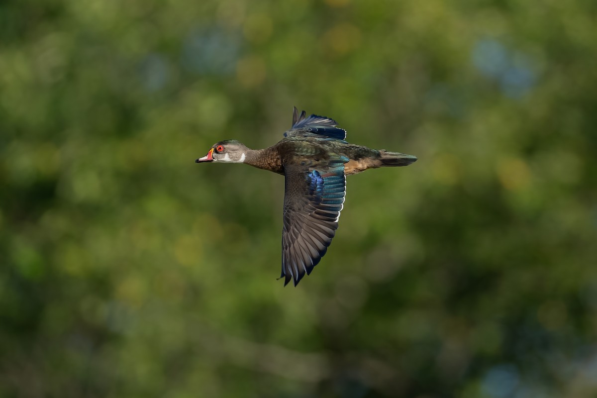Wood Duck - ML640628461
