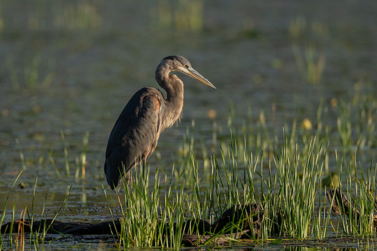 Great Blue Heron - ML640628467