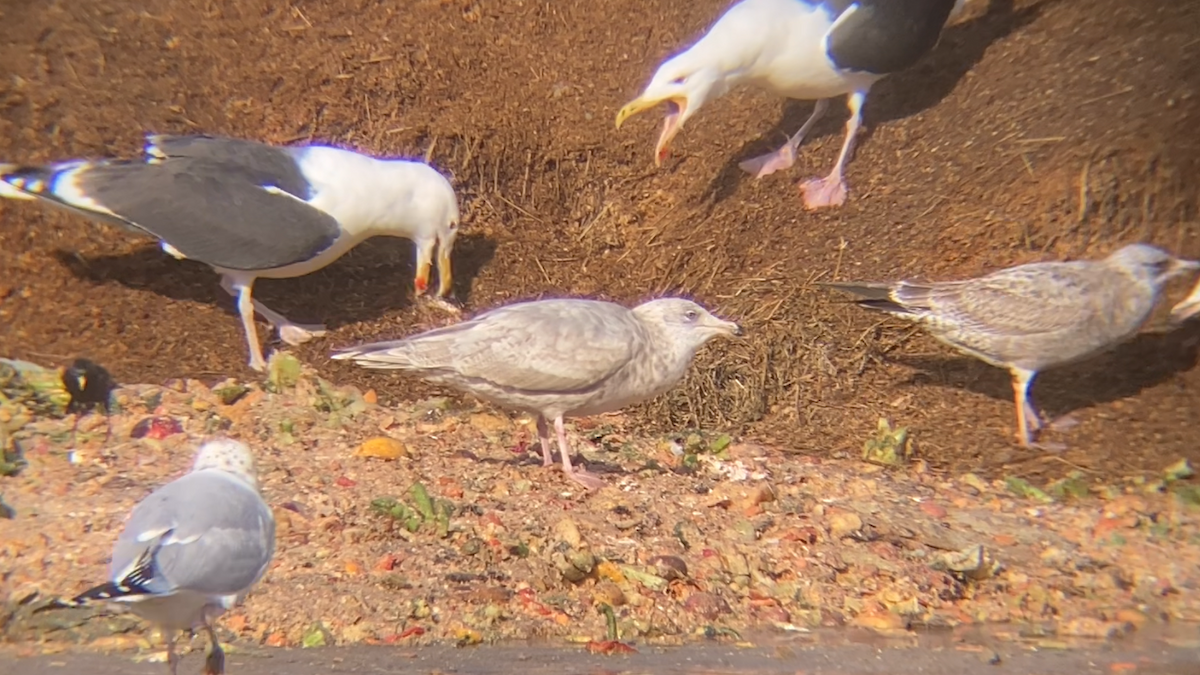 American Herring x Glaucous Gull (hybrid) - ML640628469