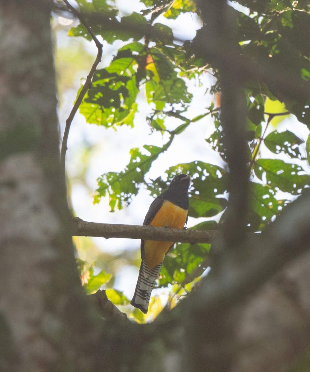 Gartered Trogon - ML640628537