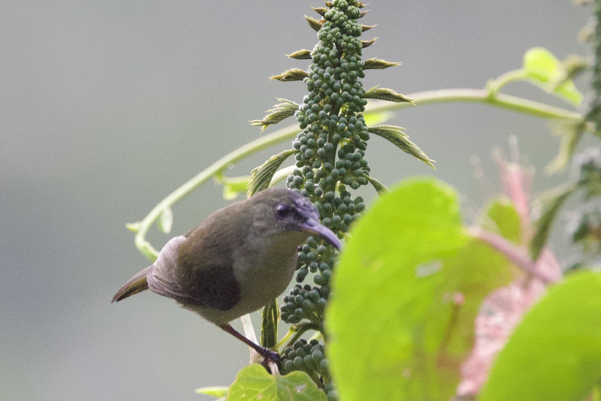 Olive Sunbird - ML640628577