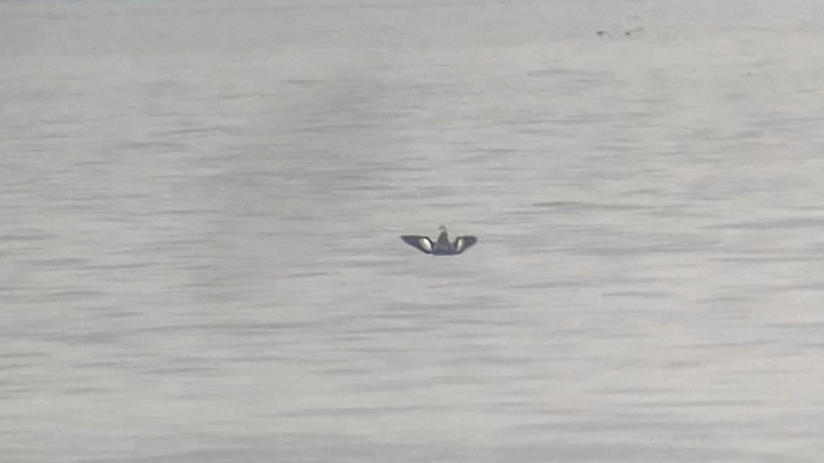 Guillemot à miroir - ML640628624