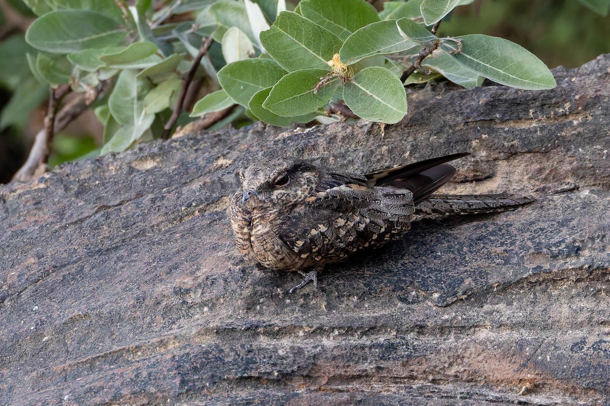 Ladder-tailed Nightjar - ML640628676