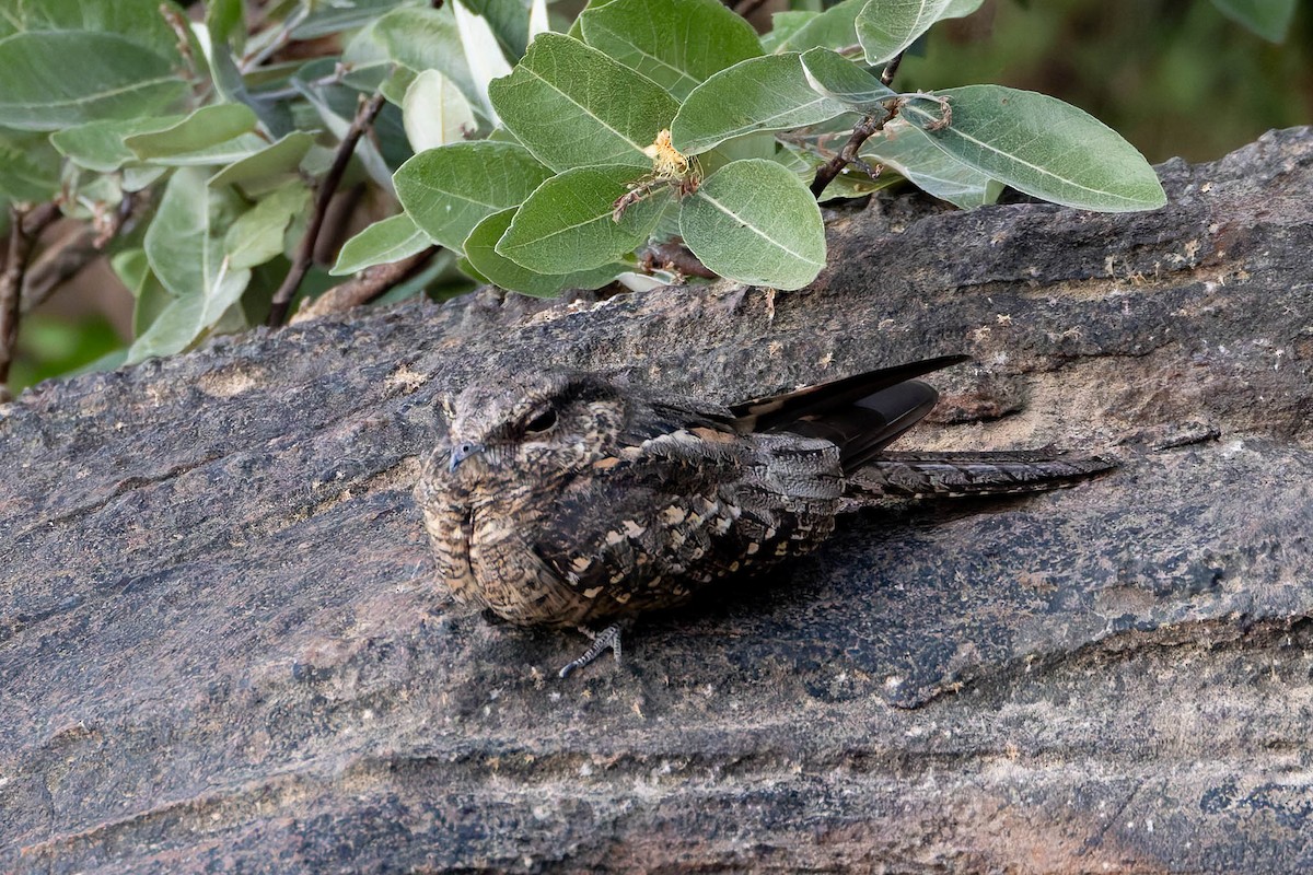 Ladder-tailed Nightjar - ML640628677