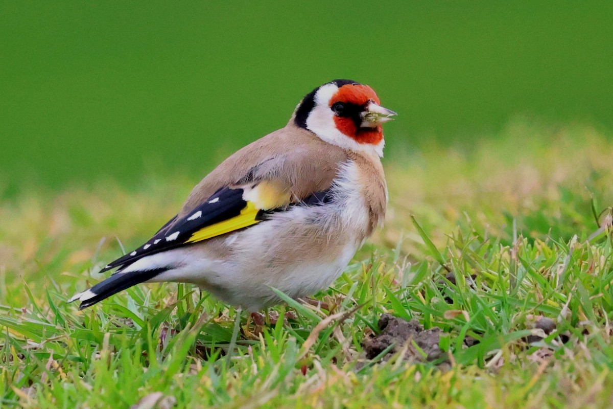 stillits - ML640628753