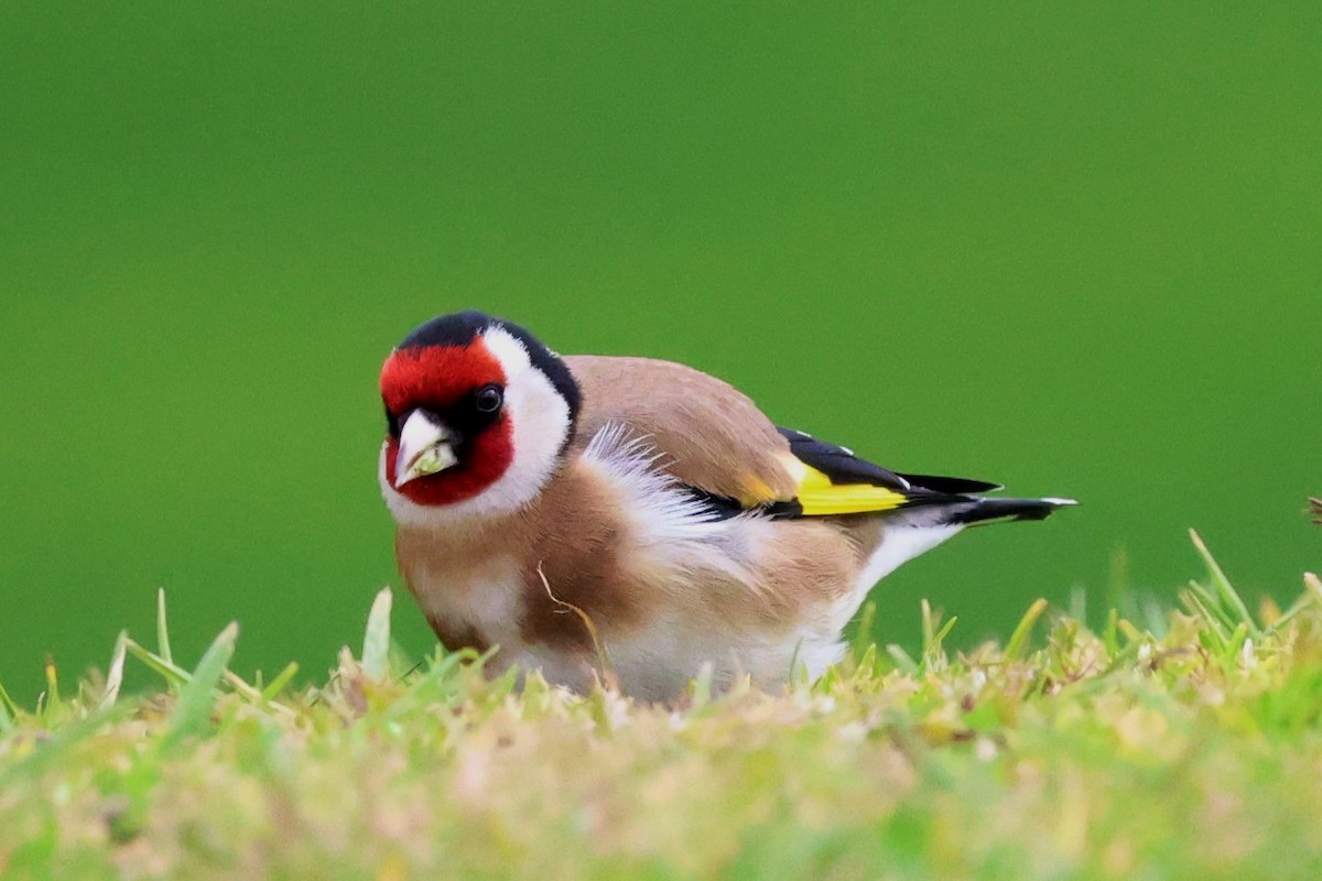 stillits - ML640628771