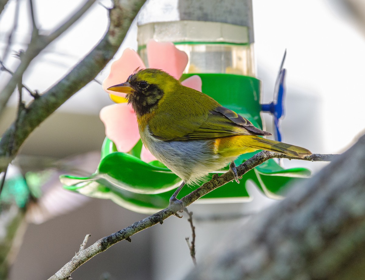 Guira Tanager - ML640628811