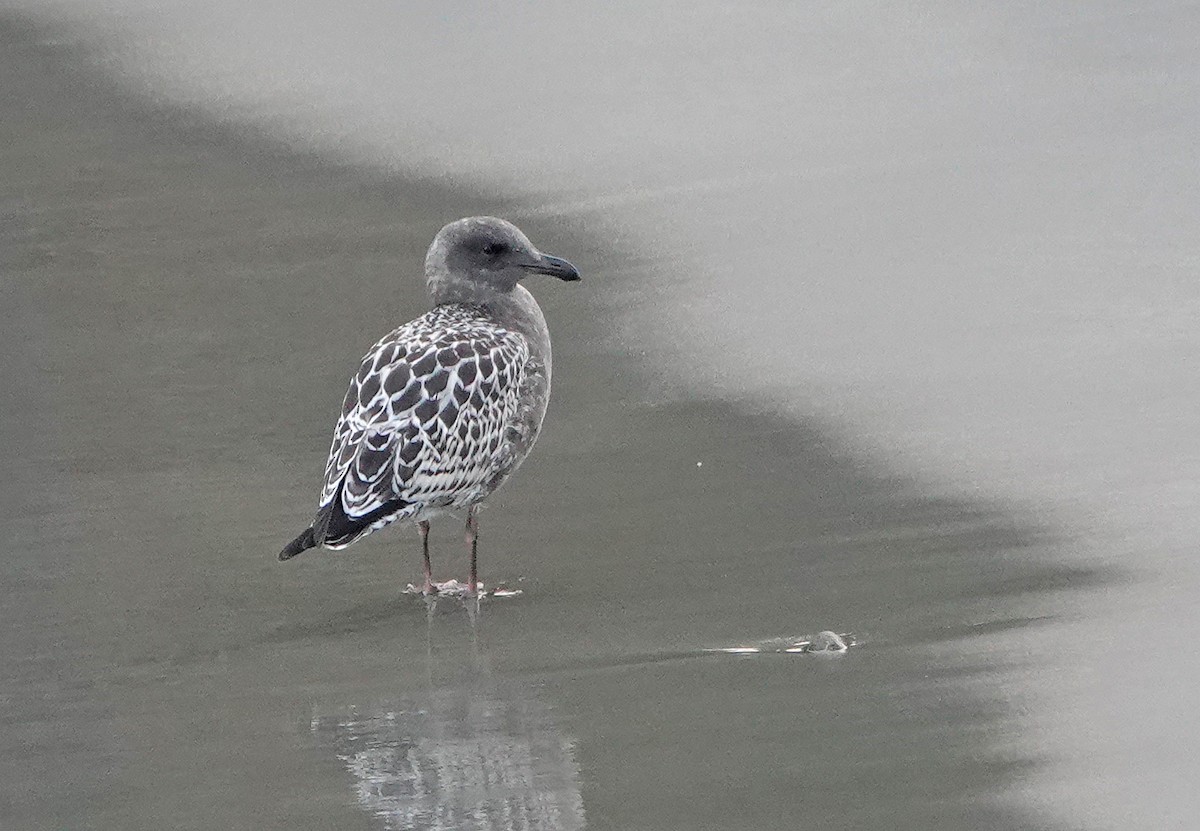 Heermann's Gull - ML640628835