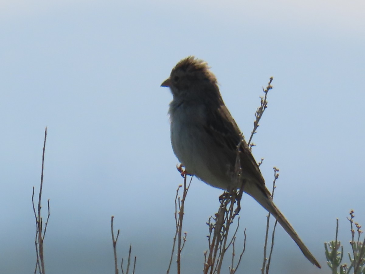 Карнатка лучна - ML640628851