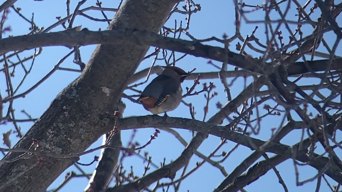 Bohemian Waxwing - ML640628869
