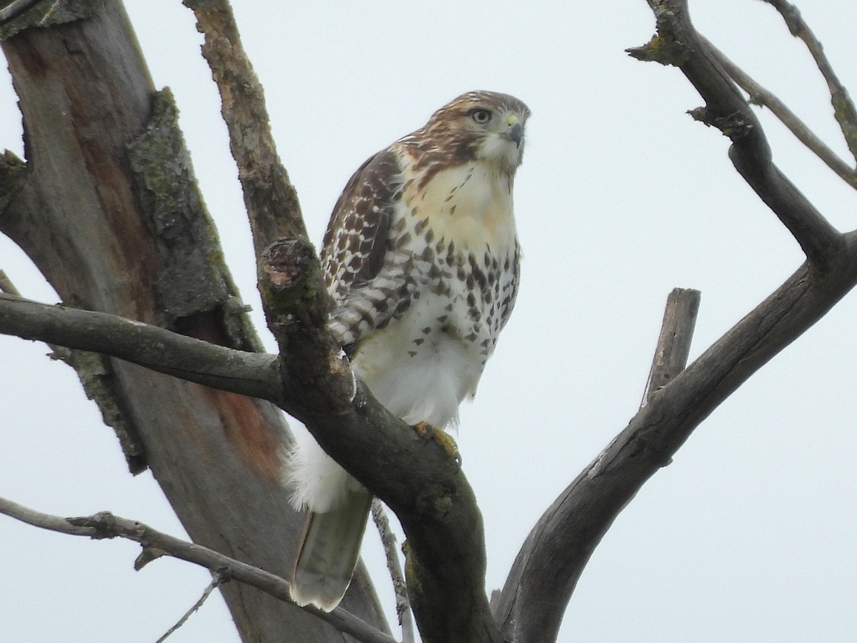 Red-tailed Hawk - ML640628872
