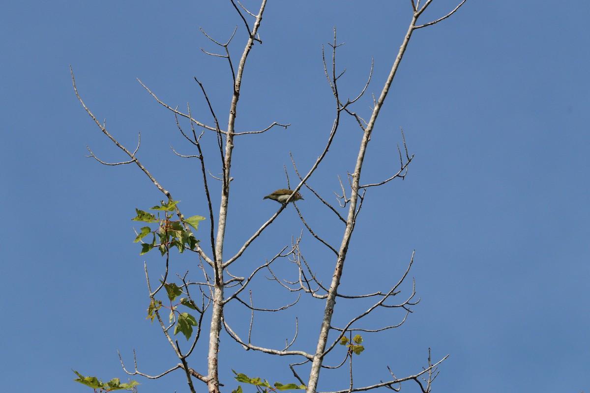 Red-eyed Vireo - ML640628966